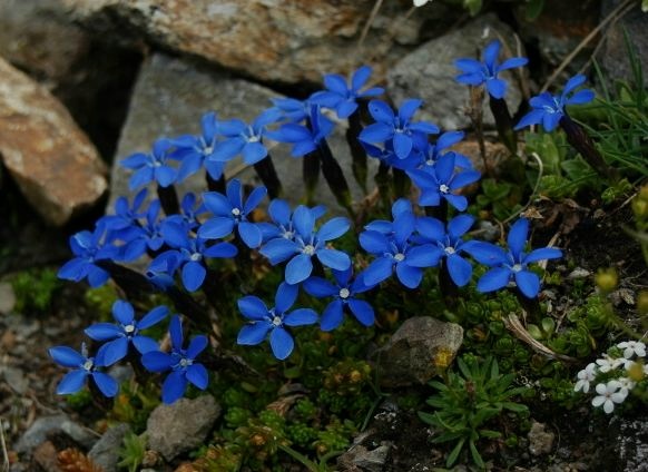 Gentiana bavarica / Genziana bavarese